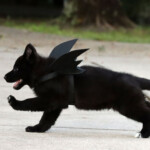 Black german shepherd puppy running with bat wings