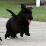 Playful black German Shepherd puppy running outdoors in Florida.