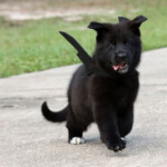 Black German Shepherd puppy exploring a farm environment.