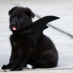Black German Shepherd puppy looking directly at the camera.