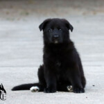 Black German Shepherd puppy beginning obedience training.