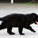 Playful black German Shepherd puppy running outdoors in Florida.