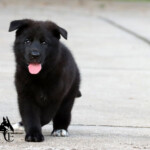 Black german shepherd puppy named Gyspy