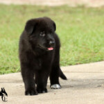Black German Shepherd puppy sitting in the grass in Florida.