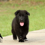 Black German Shepherd puppy making eye contact with handler.