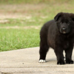 Black german shepherd puppy playing outside in florida