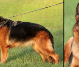 german shepherd adult for sale german shepherd in florida