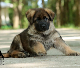 sable german shepherd puppy