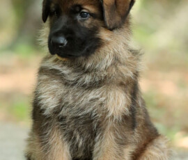 sable german shepherd puppy