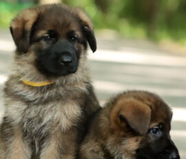 sable german shepherd puppy