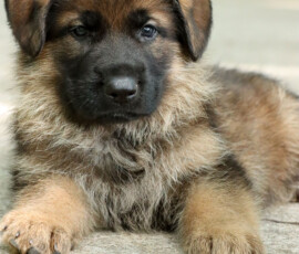 sable german shepherd puppy