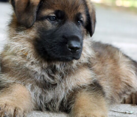 sable german shepherd puppy