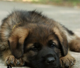 german shepherd puppy