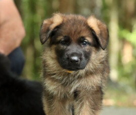 german shepherd puppy