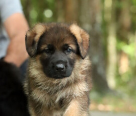 german shepherd puppy