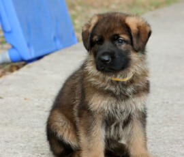 german shepherd puppy