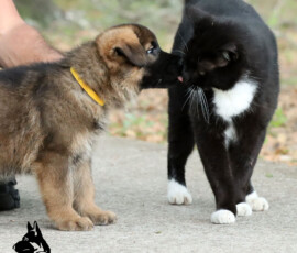 german shepherd puppy