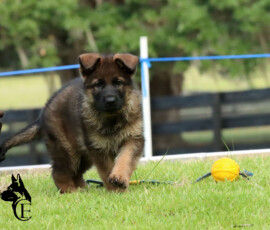 German shepherd puppy Sable german shepherd puppy