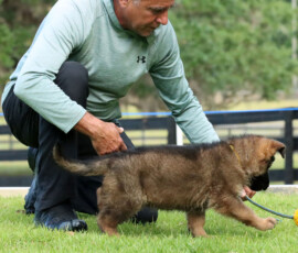 Sable german shepherd german shepherd puppy