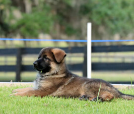 german shepherd puppy Sable showline german shepherd