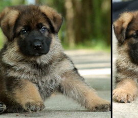 German Shepherd puppy for sale in florida Aler, Sable german shepherd puppy