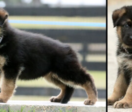 german shepherd puppy info card