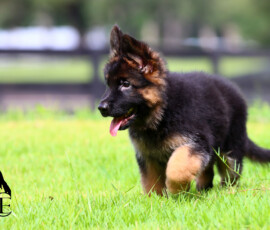 german shepherd long coat puppy