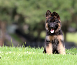 female german shepherd named Bowie