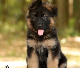 Long coat female german shepherd puppy for sale in florida