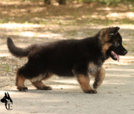 red & black long coat german shepherd puppy