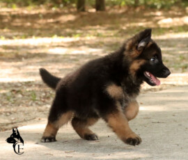 long coat german shepherd puppy playing