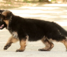 german shepherd puppy in movement
