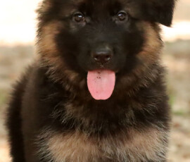 long coat german shepherd puppy face