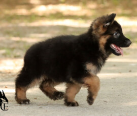 LSH german shepherd puppy