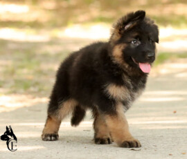 German shepherd puppy