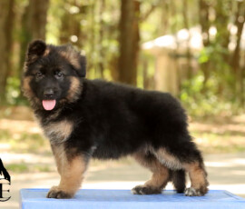 Stunning long german shepherd