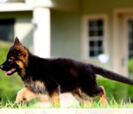 long coat female german shepherd