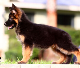 Stunning long coat german shepherd female
