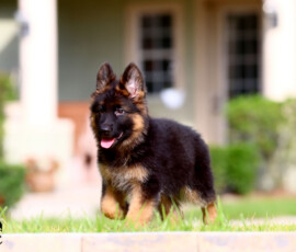 long coat german shepherd female in FL