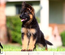 long coat german shepherd named Bowie