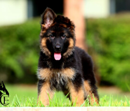 long german shepherd puppy for sale