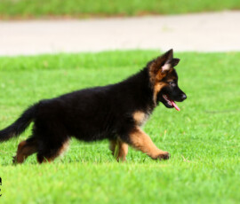 long german shepherd puppy playing in grass