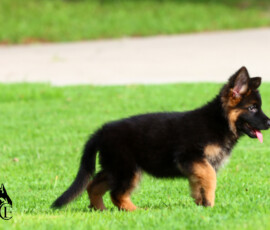 beautiful GSD puppy for sale