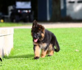 german shepherd puppy playing in grass