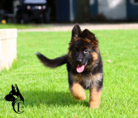 long coat german shepherd puppy running