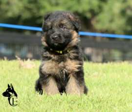 Female german shepherd puppy