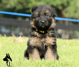 female german shepherd sitting