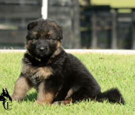 german shepherd female