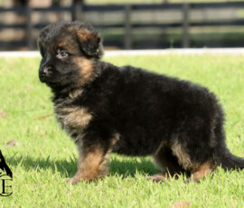 German shepherd female puppy standing