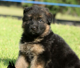 German shepherd female from Negus de Marka